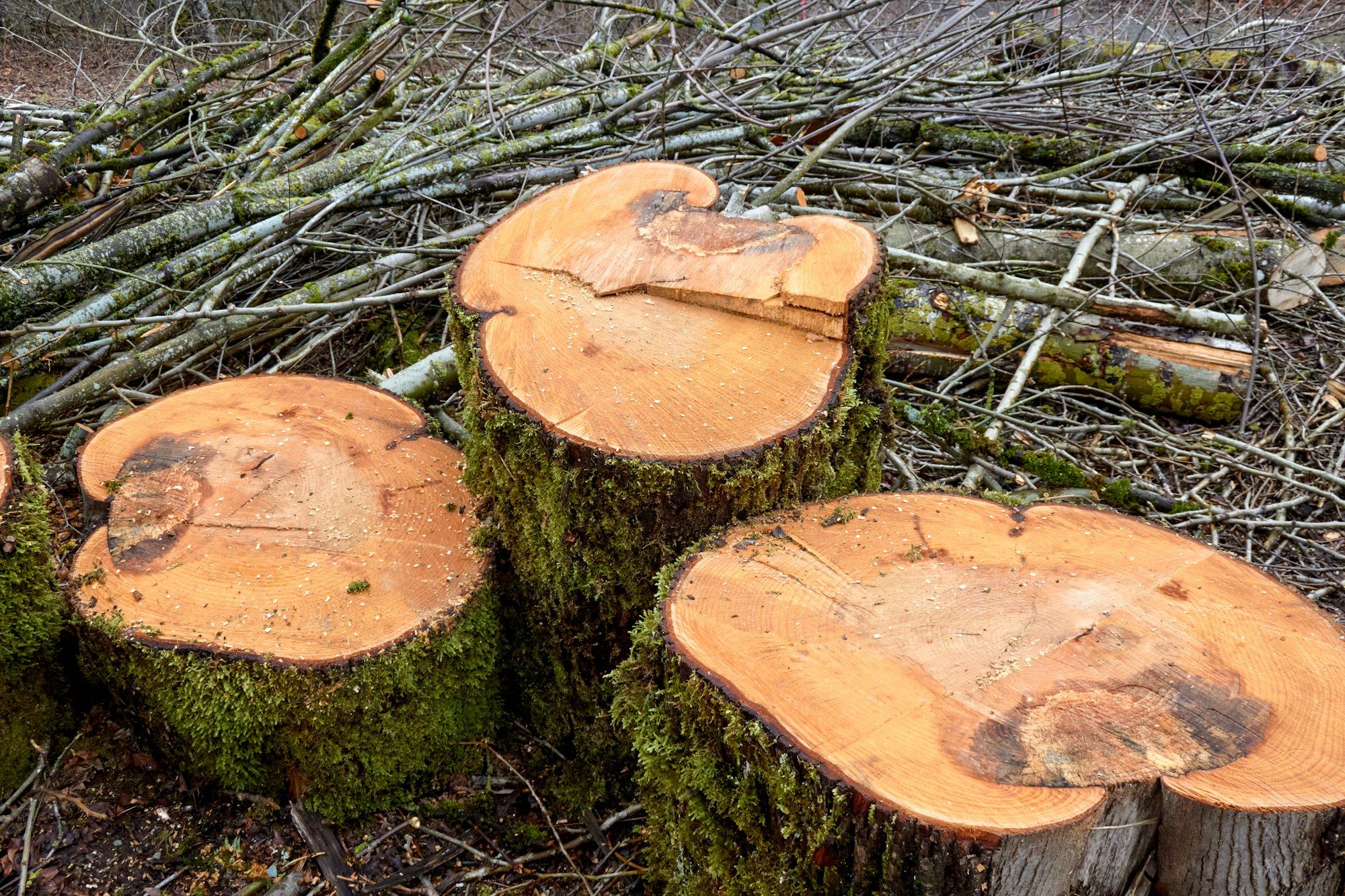 Three Tree Stumps